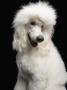 Standard Poodle by Robert Recker Limited Edition Print