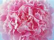 Pink Peony by Heide Benser Limited Edition Print