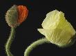 Corn Poppy Buds, Close-Up by Claudia Rehm Limited Edition Print