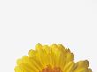 Gerbera by Petrol Limited Edition Pricing Art Print