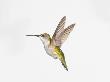 Ruby-Throated Hummingbird (Archilochus Colubris) by Wave Limited Edition Pricing Art Print