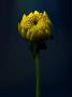 Yellow Chrysanthemum by Michael Filonow Limited Edition Pricing Art Print