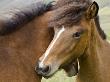 Horses, Mare And Colt, Near Egilsstaoir, East Iceland by Mary Ellen Mcquay Limited Edition Pricing Art Print