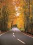 Maple Trees by Nigel Blythe Limited Edition Print