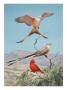 Scissor-Tailed And Vermilion Flycatchers Perch On A Mesquite Tree by National Geographic Society Limited Edition Pricing Art Print