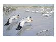 American White Pelicans Fly Low Over Water Near Other Pelicans by National Geographic Society Limited Edition Print