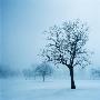 Trees And Snow In Fog, Toronto, Ontario by Sofia Kinachtchouk Limited Edition Print