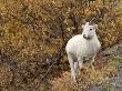Young Dall Sheep Ram, Denali National Park, Alaska by Grambo Limited Edition Print
