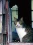 Cat In A Houseboat Window, Clayoquot Sound, Bc by Mark Jurkovic Limited Edition Print