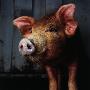 Smiling Pig by Brian Summers Limited Edition Pricing Art Print