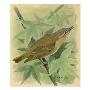 A Painting Of A Red-Eyed Vireo Singing by Louis Agassiz Fuertes Limited Edition Print