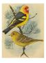 A Painting Of A Male And Female Western Tanager Pair by Louis Agassiz Fuertes Limited Edition Pricing Art Print
