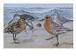 A Painting Of A Red Knot And Eastern Dowitcher In Seasonal Plumage by Louis Agassiz Fuertes Limited Edition Print