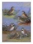 A Painting Of Two Species Of Pipit And Two Species Of Horned Lark by Allan Brooks Limited Edition Pricing Art Print