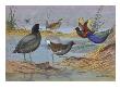 A Painting Of Several Species Of Marsh Birds by Allan Brooks Limited Edition Print