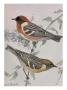 A Painting Of A Pair Of Bay-Breasted Warblers Perched On A Branch by Louis Agassiz Fuertes Limited Edition Pricing Art Print