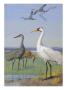 A Painting Of Three Species Of Cranes by Allan Brooks Limited Edition Print