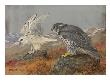 A Painting Of Young White And Adult Black Gyrfalcons by Allan Brooks Limited Edition Pricing Art Print