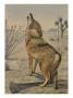 A Painting Of A Howling Arizona, Or Mearns, Coyote by Louis Agassiz Fuertes Limited Edition Print