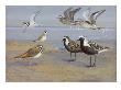 A Painting Of Several Species Of Plovers And Killdeer by Allan Brooks Limited Edition Print