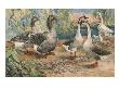 A Painting Of A Pair Of Toulouse Geese And Pairs Of Chinese Geese by Hashime Murayama Limited Edition Print