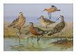 A Painting Of Several Species Of Curlew And Godwit by Allan Brooks Limited Edition Print