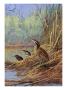 The Brown Feathers Of Bitterns Blend With The Variegated Surrounding. by National Geographic Society Limited Edition Print