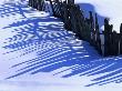 Fence Shadow On Snow by Pat O'hara Limited Edition Pricing Art Print