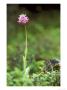 Monkey Orchid, Crete, April by Mark Hamblin Limited Edition Print