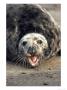 Grey Seal, Cow Calling, Uk by Mark Hamblin Limited Edition Print