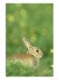 Rabbit, Oryctolagus Cuniculus Close-Up Portrait Uk by Mark Hamblin Limited Edition Print
