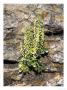 Navelwort, Growing On Wall, Uk by Geoff Kidd Limited Edition Print