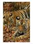 Bengal Tiger, 11 Month Old Cub With Tigress, Madhya Pradesh, India by Elliott Neep Limited Edition Print