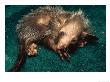 Aye-Aye, Hand Reared Infant Curled Up On Towel, Duke University Primate Center by David Haring Limited Edition Print