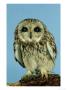 Short-Eared Owl, England, Uk by Les Stocker Limited Edition Print
