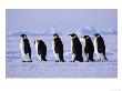 Emperor Penguins, Walking On Sea Ice Of The Weddell Sea, Antarctica by David Tipling Limited Edition Print