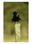 Rook, Adult Perched On Post, Scotland by Mark Hamblin Limited Edition Pricing Art Print