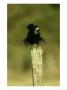 Rook, Adult Perched On Post, Scotland by Mark Hamblin Limited Edition Print