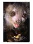 Aye-Aye, Adult Feeding On Chow, Duke University Primate Center by David Haring Limited Edition Print