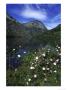 Dog Rose, And Mountains In Habitat With Lake & Mountains, Spain by Mark Hamblin Limited Edition Print