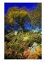 Ladybower Wood Dwt Reserve by Mark Hamblin Limited Edition Print