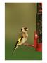 Goldfinch, Feeding From Seed Dispenser, Uk by Mark Hamblin Limited Edition Print