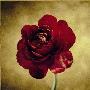Crimson Ranunculus by Howard Waisman Limited Edition Print