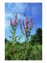 Purple Loosestrife, Hilton Gravel Pits Nature Reserve, Uk by Mark Hamblin Limited Edition Print