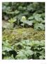 Muskroot Or Moschatel, Woodland, Uk by Geoff Kidd Limited Edition Print
