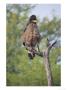 Crested Serpent Eagle, Perched On Dead Branch, Rajasthan, India by Elliott Neep Limited Edition Print