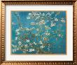 Almond Blossom San Remy 1890 by Vincent Van Gogh Limited Edition Print