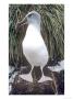 Grey Headed Albatross, Adult, South Georgia by Ben Osborne Limited Edition Pricing Art Print