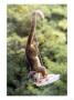 Olingo, Stealing Sugar-Water From A Hummingbird Feeder, Monteverde Cloud Forest Preserve, Costa Ric by Michael Fogden Limited Edition Print
