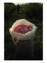 Bag Filled With Fresh-Picked Rose Petals, Valley Of The Roses, Bulgaria by James L. Stanfield Limited Edition Print